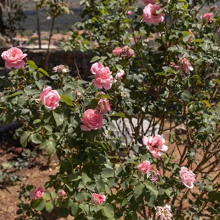 Petritis Vendégház Ítilo