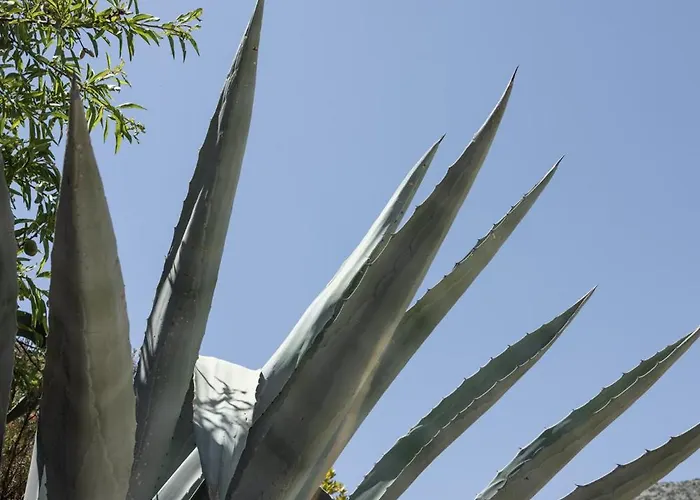 Πανσιόν πετρίτης