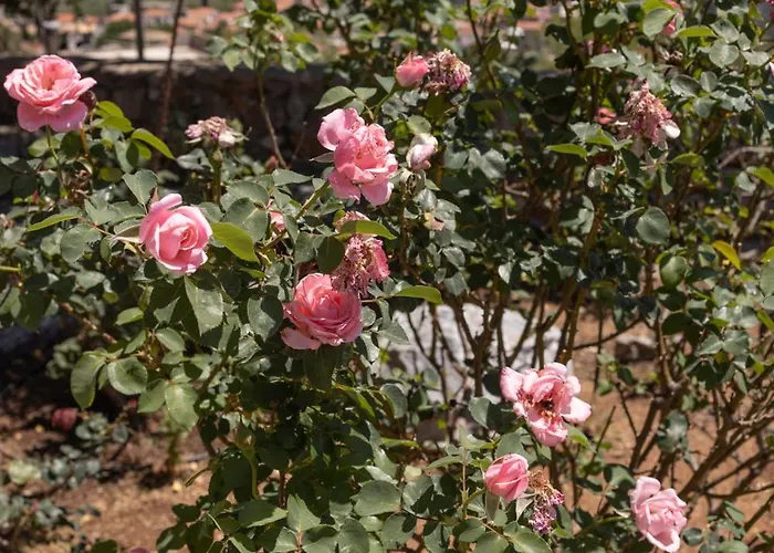 πετρίτης Πανσιόν Οίτυλο